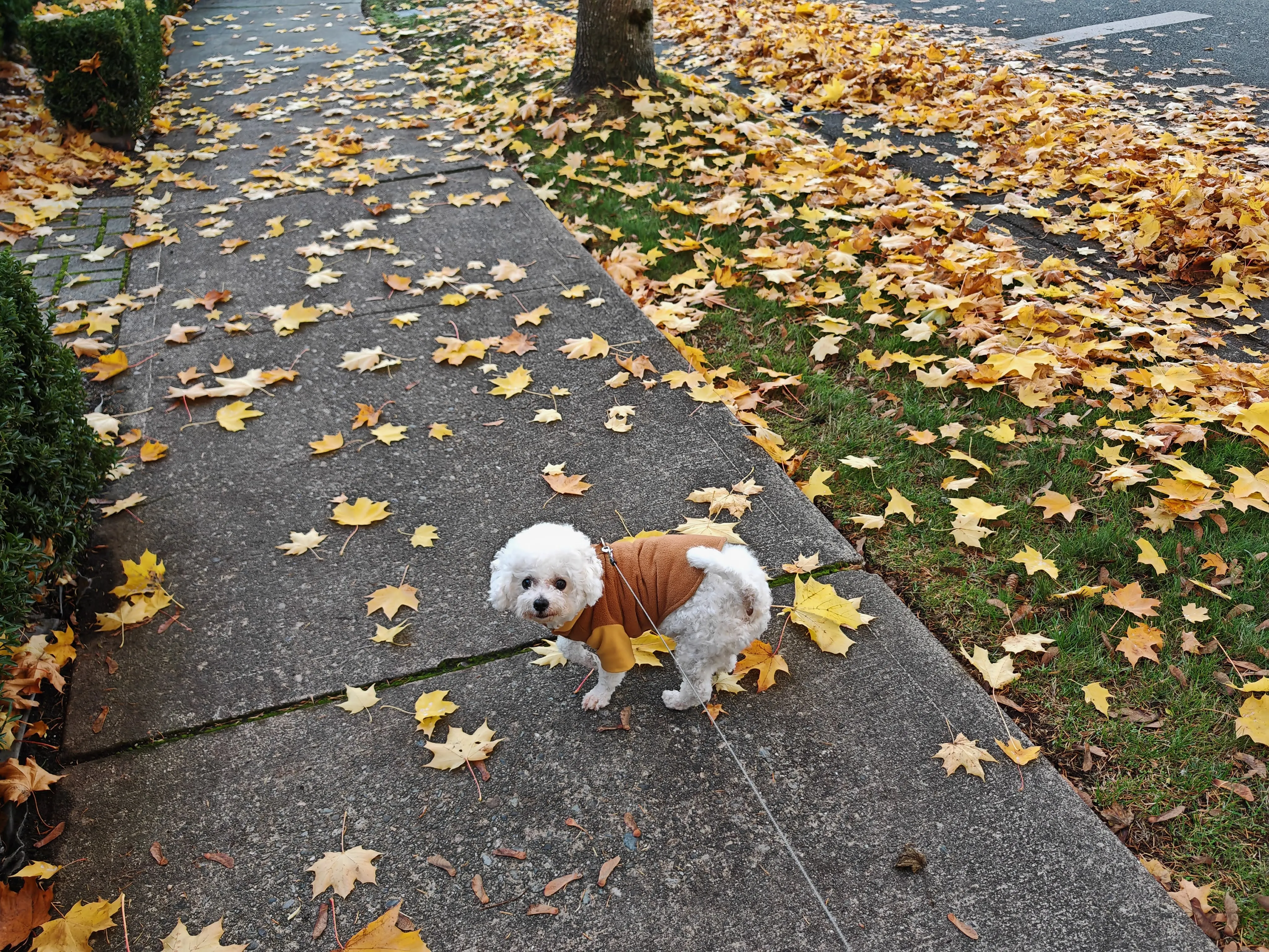 Guagua walking through golden autumn leaves on a sidewalk, wearing a cozy brown coat with a leaf clinging to her back