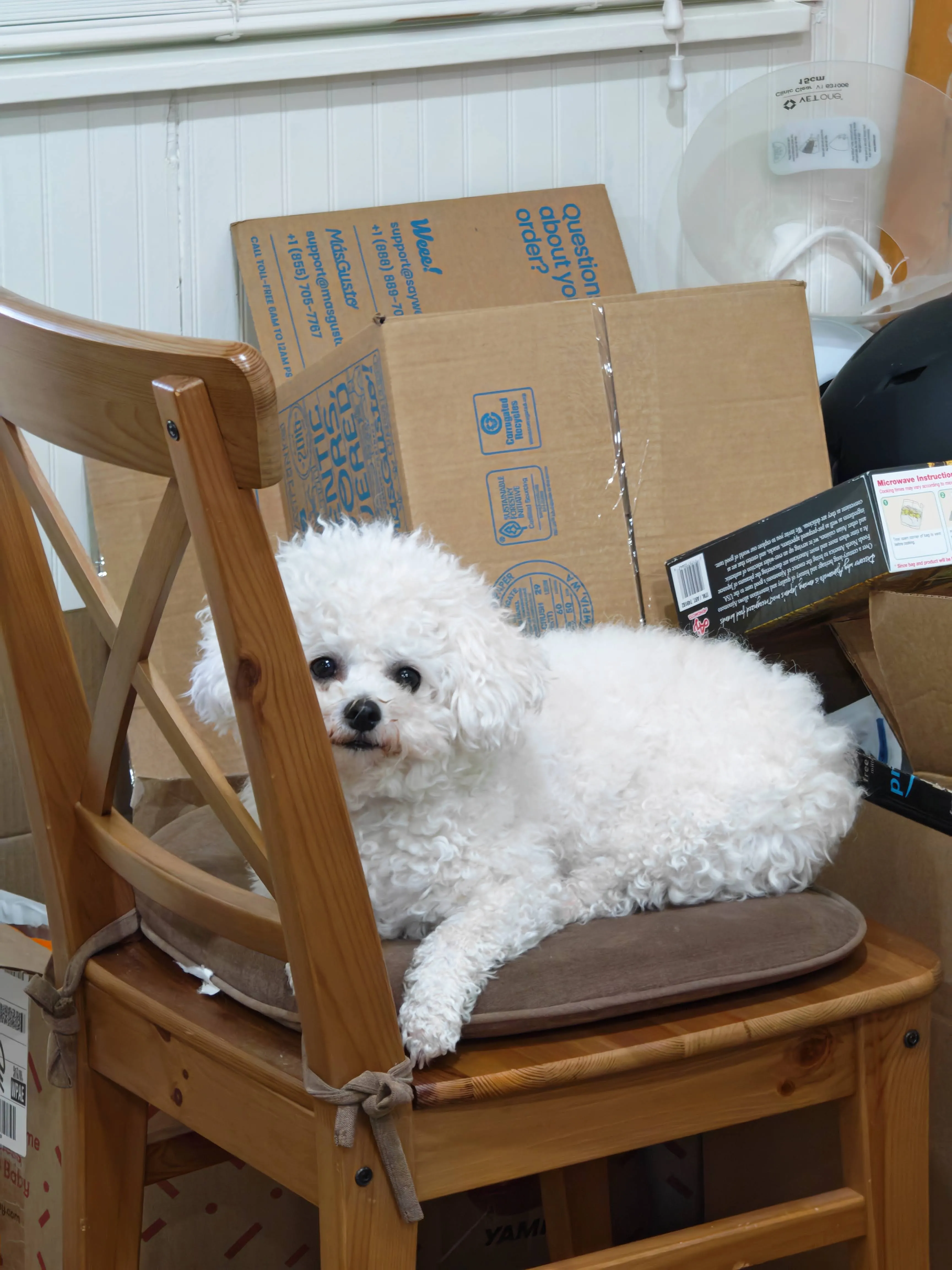 Guagua curled up comfortably on a wooden chair with a brown cushion, looking calm and cozy