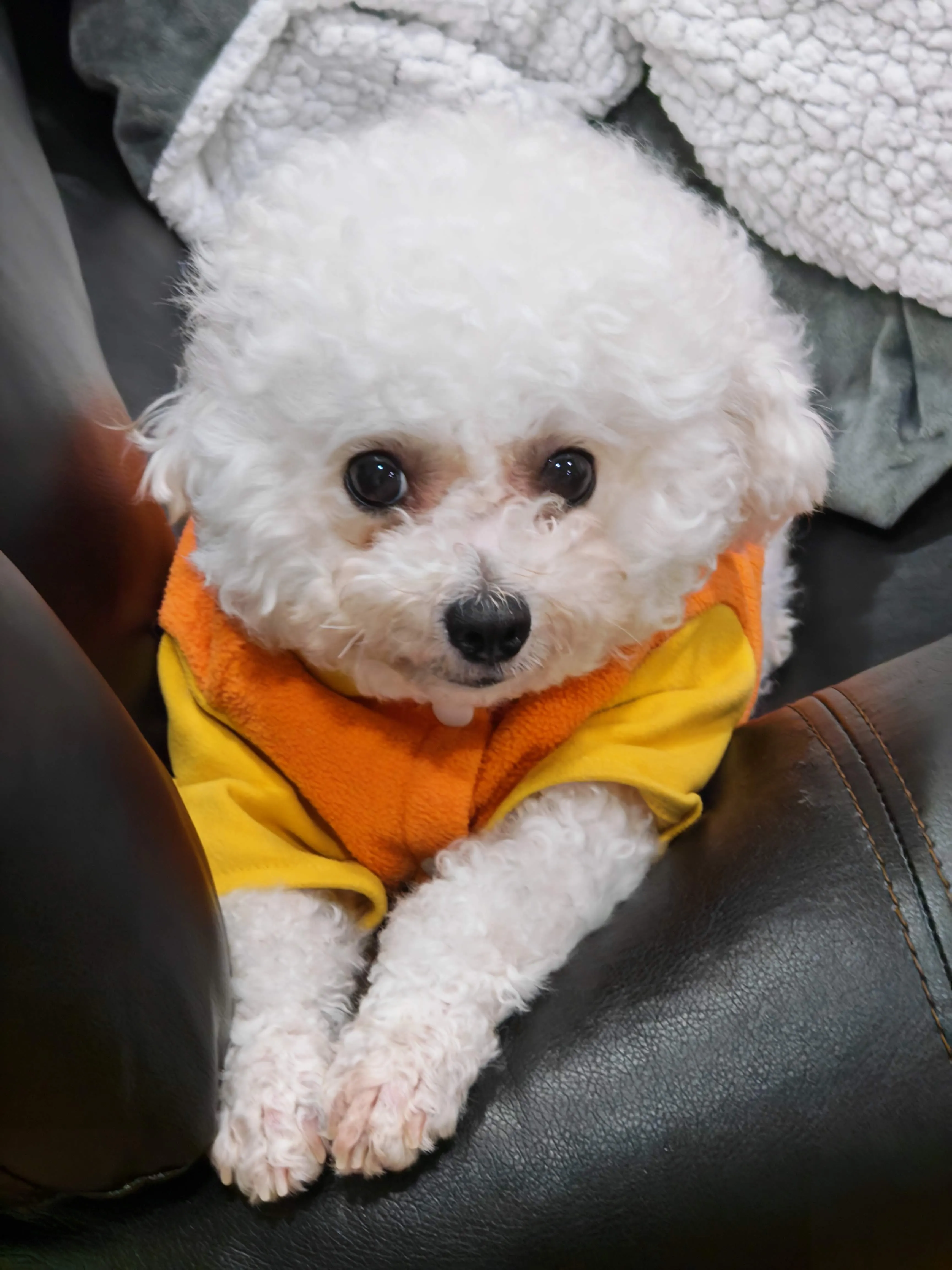 Guagua snuggled on a leather couch in an orange and yellow hoodie, gazing up with big dark eyes