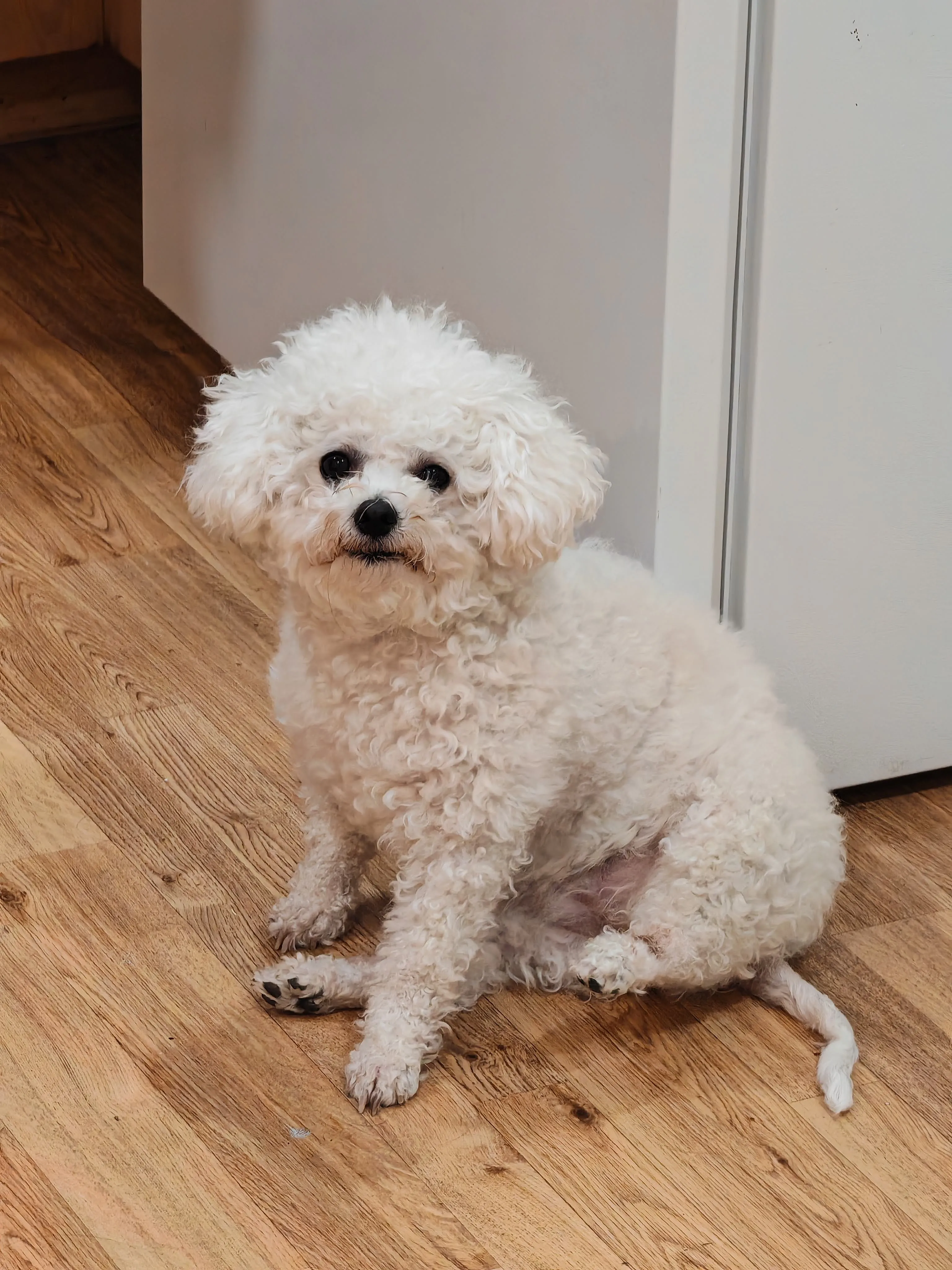 Guagua sitting on the kitchen floor with beautifully fluffy curly white coat, looking up sweetly